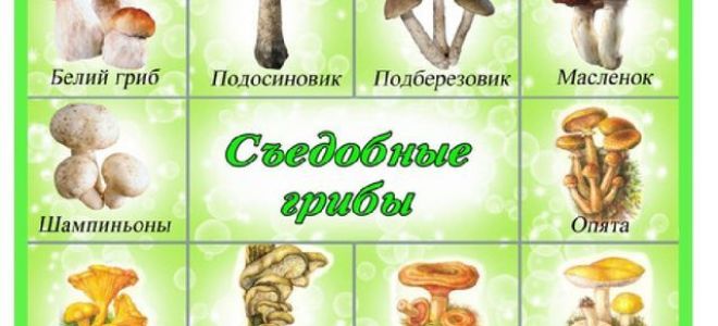 Картинки грибов для детей: съедобные и несъедобные грибы с названиями
