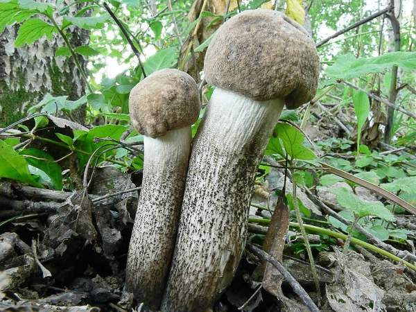 Картинки грибов для детей: съедобные и несъедобные грибы с названиями