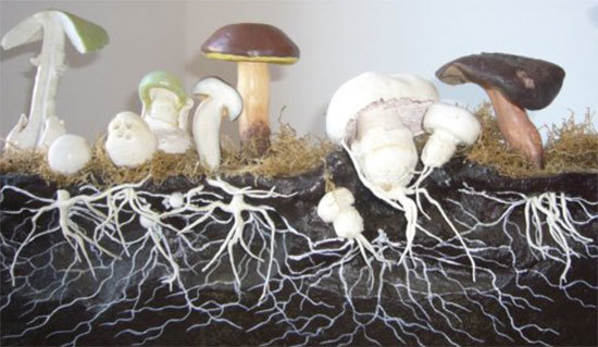 Картинки грибов для детей: съедобные и несъедобные грибы с названиями