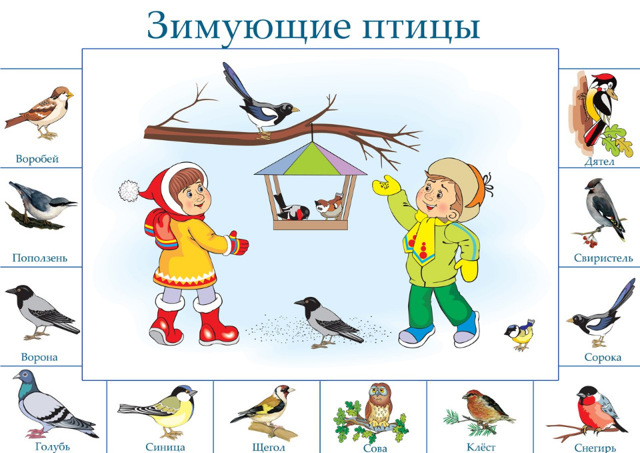 Птицы для детей: картинки с названиями (домашние, перелетные и др.)