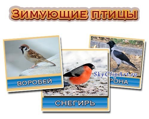 Птицы для детей: картинки с названиями (домашние, перелетные и др.)