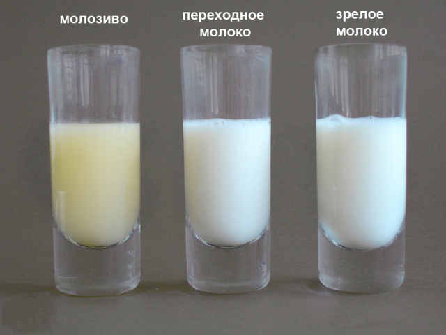 Состав грудного молока женщины: таблицы