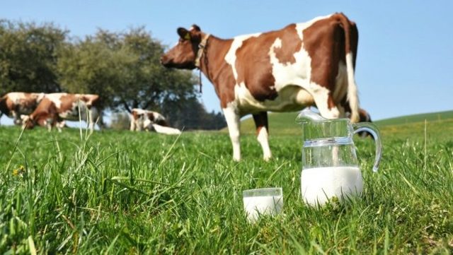 Когда можно давать ребенку коровье молоко, можно ли давать до года