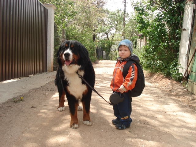 Какую собаку выбрать для ребенка -ТОП 7 собак для детей и квартиры